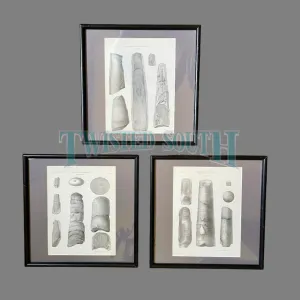 (3) Antique Fossil Plates Framed in Modern Black Wood With Glass, Plates are OLD
