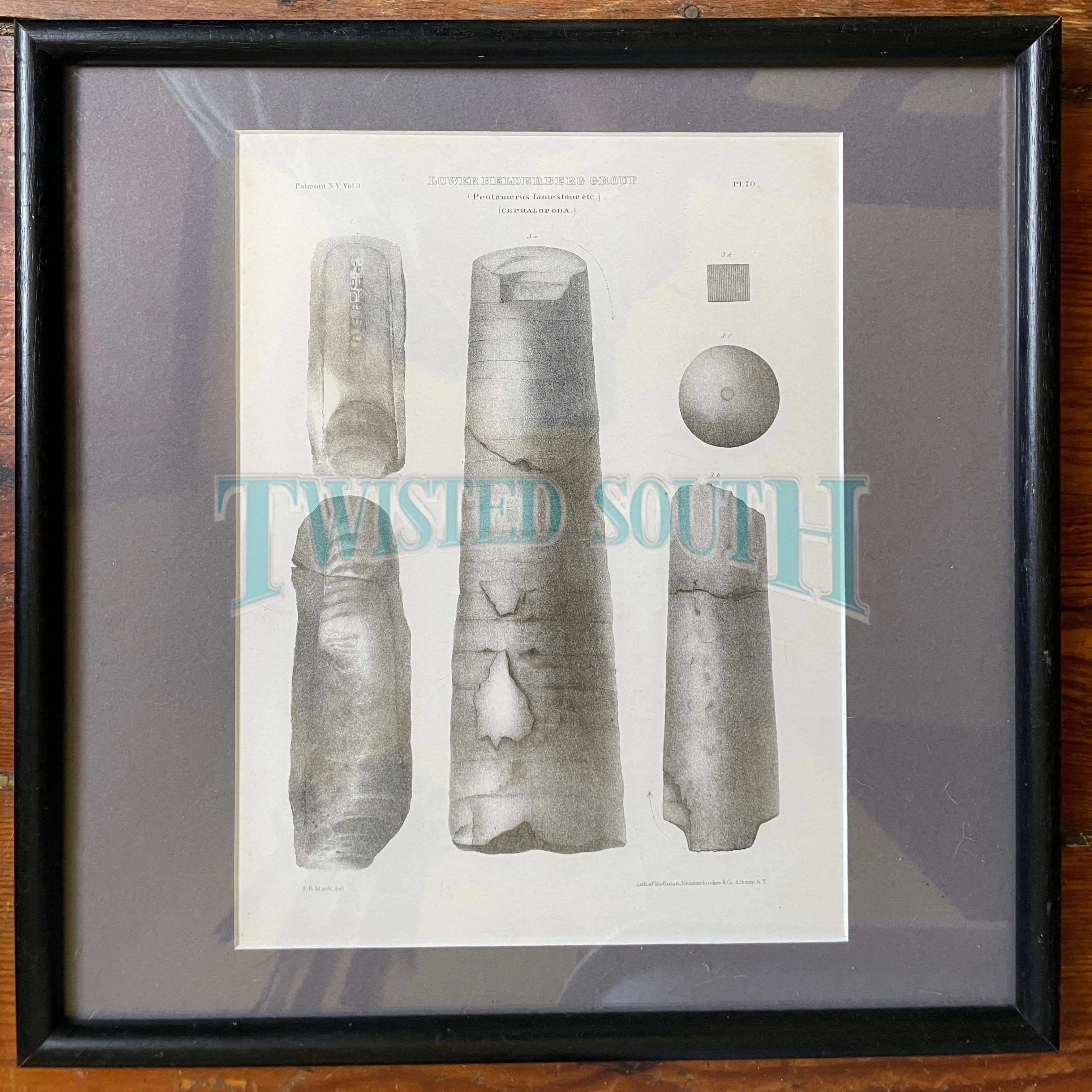 (3) Antique Fossil Plates Framed in Modern Black Wood With Glass, Plates are OLD