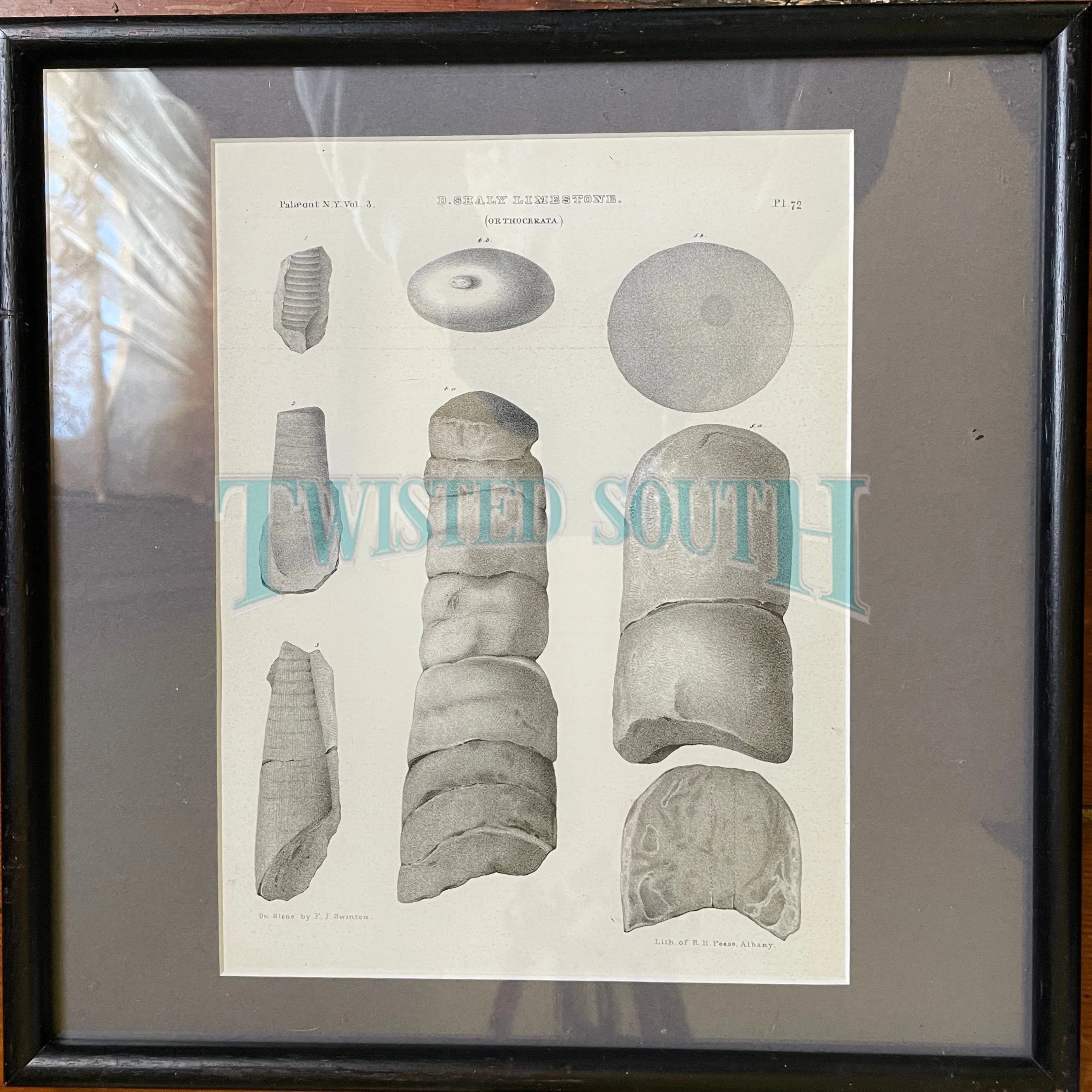 (3) Antique Fossil Plates Framed in Modern Black Wood With Glass, Plates are OLD