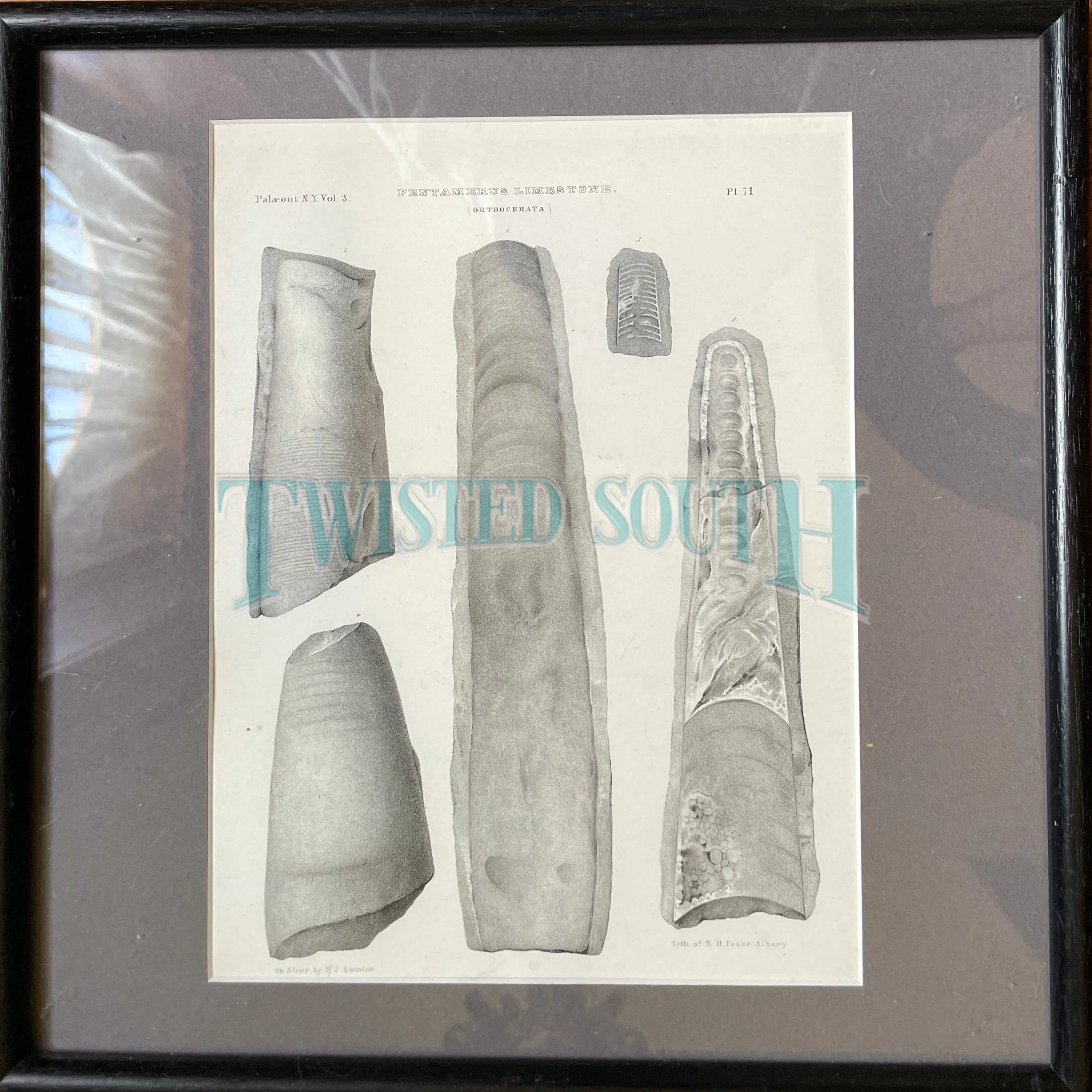 (3) Antique Fossil Plates Framed in Modern Black Wood With Glass, Plates are OLD