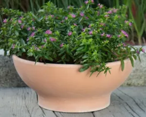 Antique Euro Bowl 56x21cm