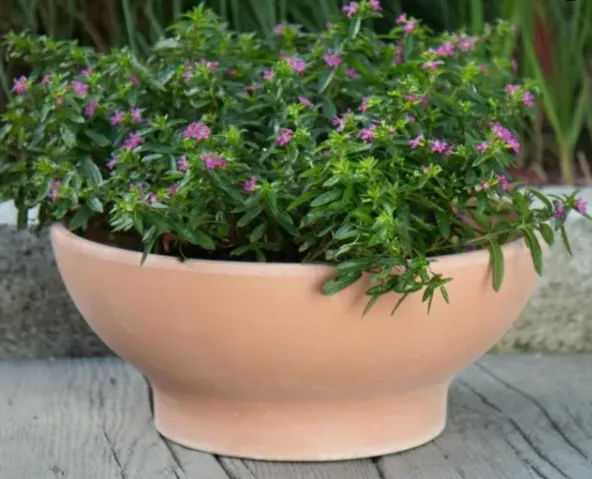Antique Euro Bowl 56x21cm