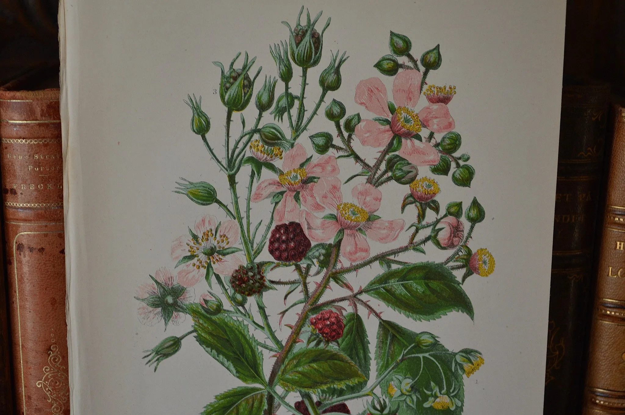 Antique Pink Floral Raspberry Botanical Print Book Plate Page