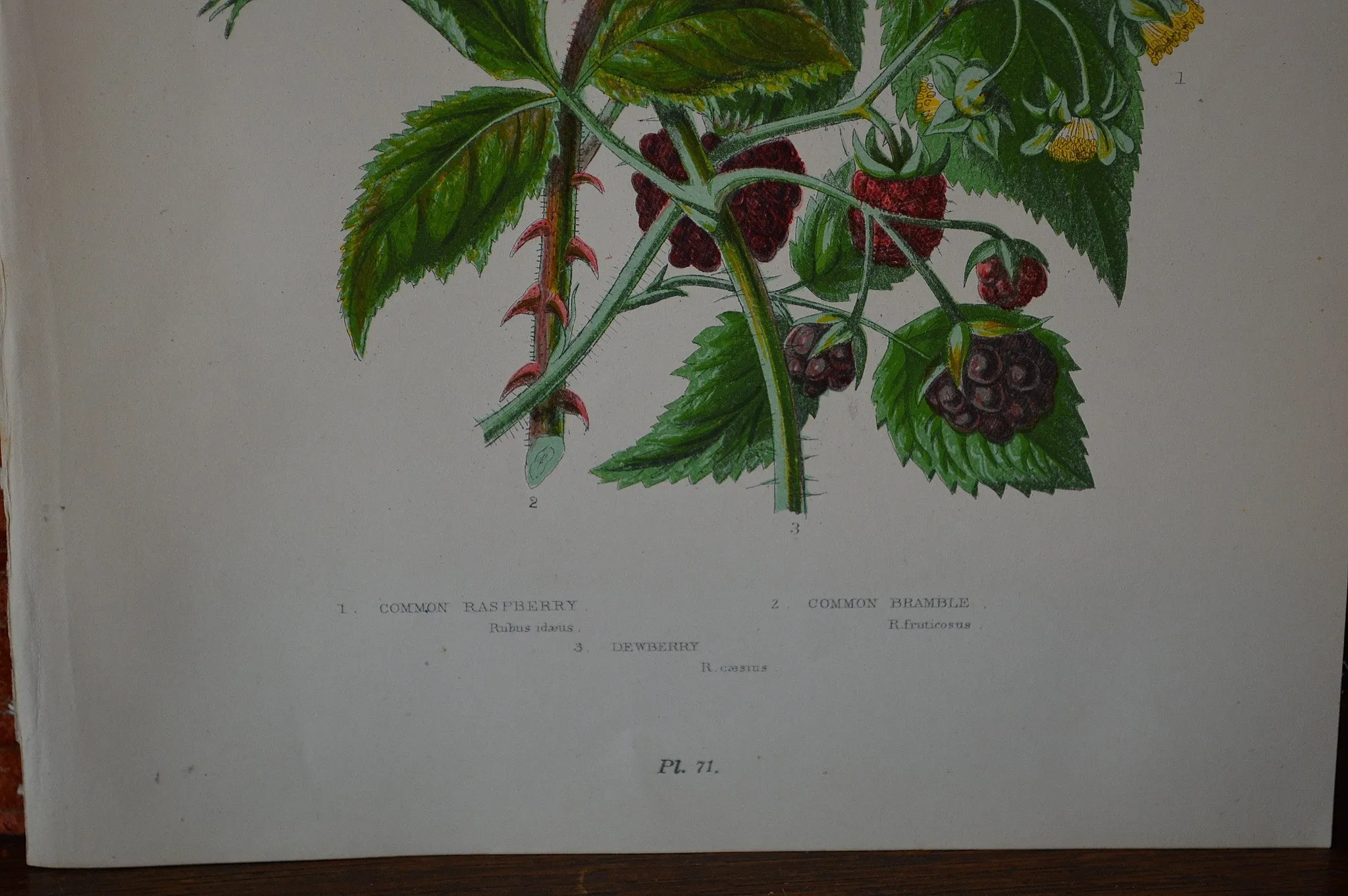 Antique Pink Floral Raspberry Botanical Print Book Plate Page