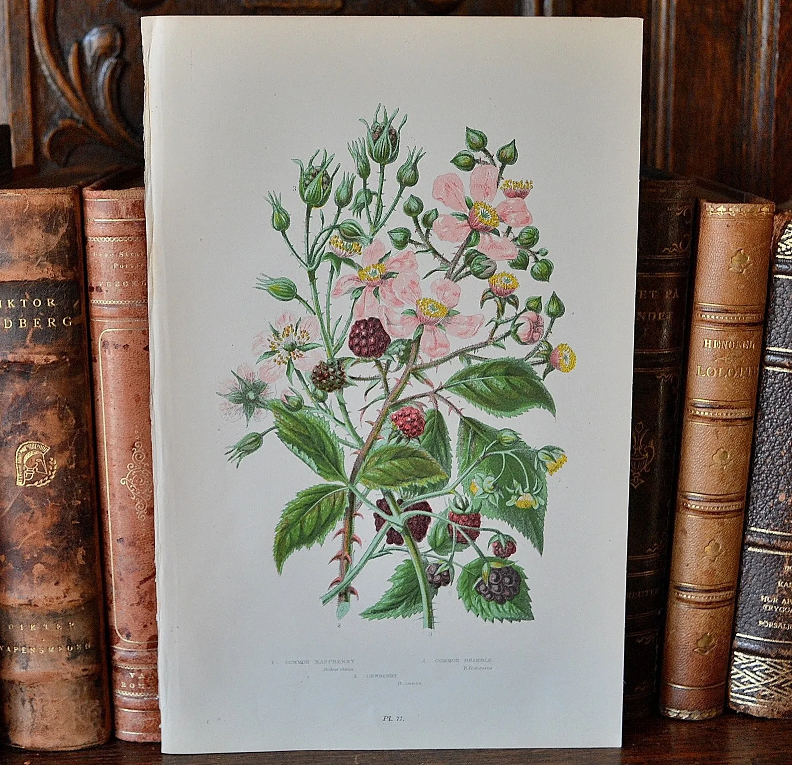 Antique Pink Floral Raspberry Botanical Print Book Plate Page