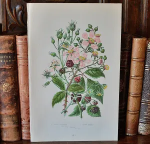 Antique Pink Floral Raspberry Botanical Print Book Plate Page