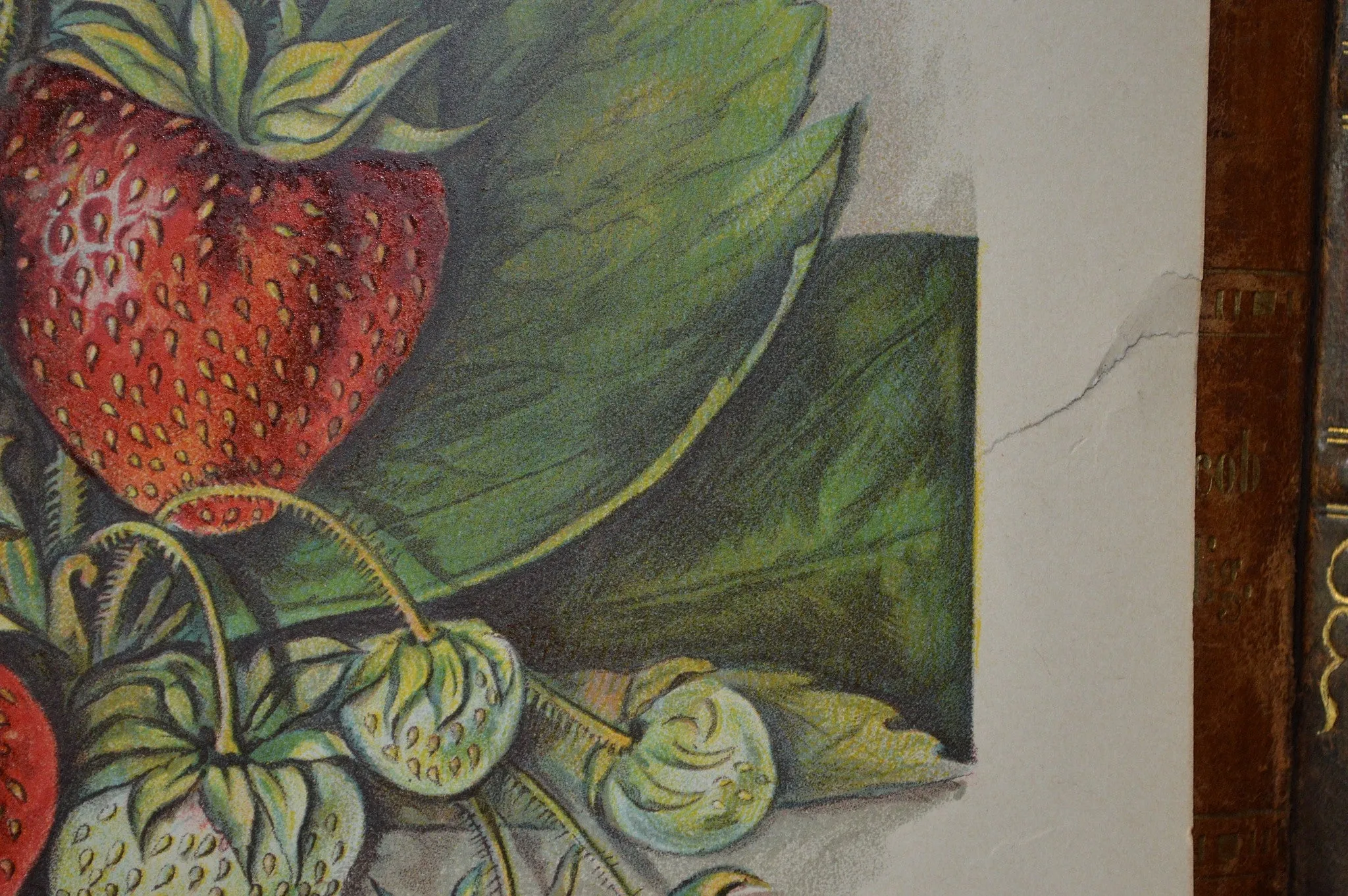 Antique Strawberry Botanical Print Book Plate Page 1912