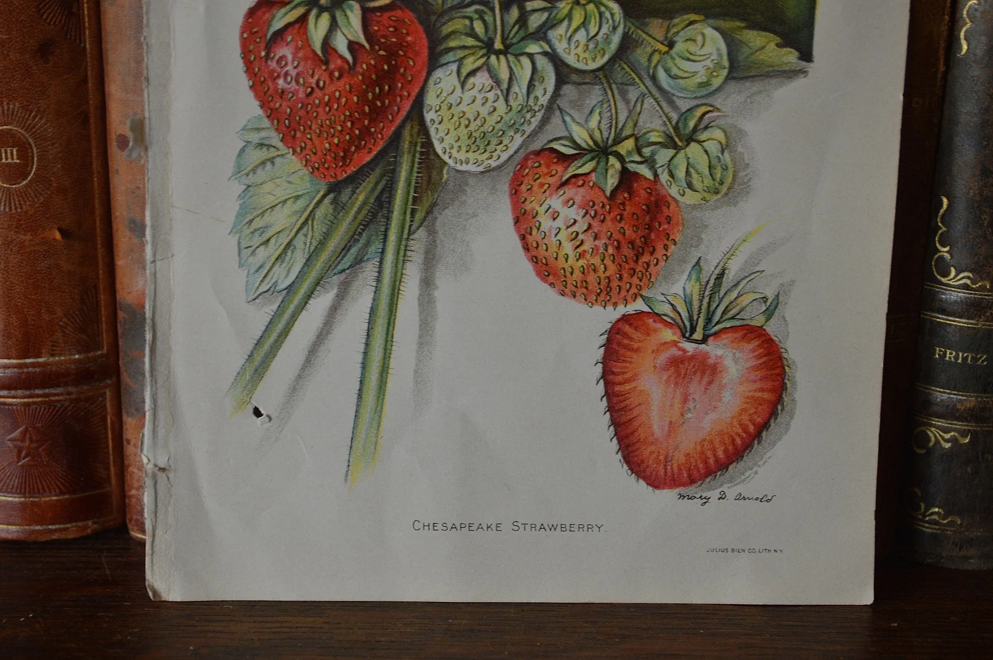 Antique Strawberry Botanical Print Book Plate Page 1912