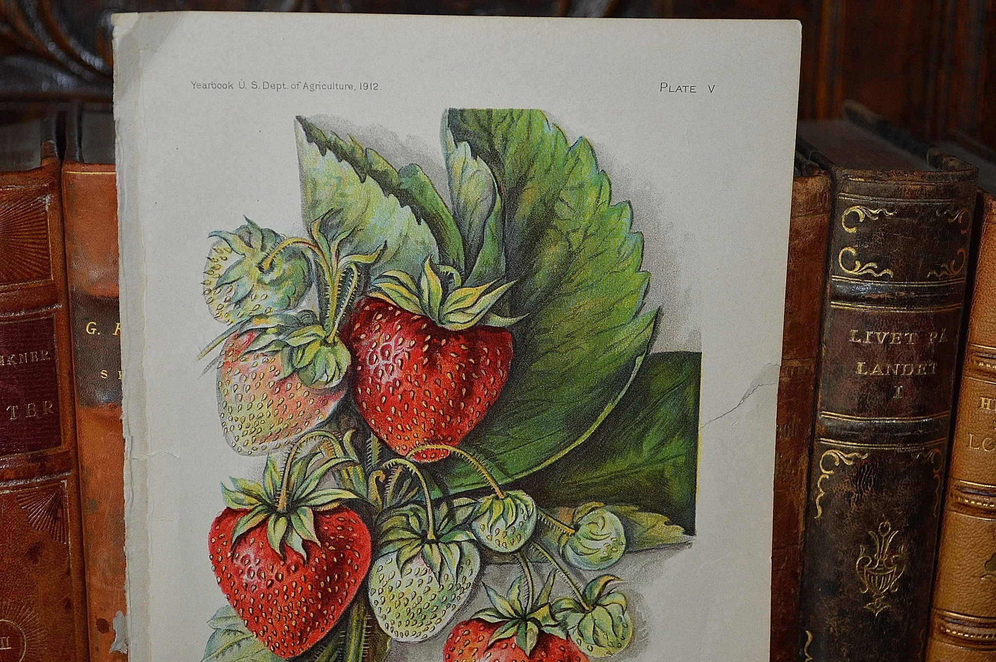 Antique Strawberry Botanical Print Book Plate Page 1912