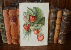 Antique Strawberry Botanical Print Book Plate Page 1912
