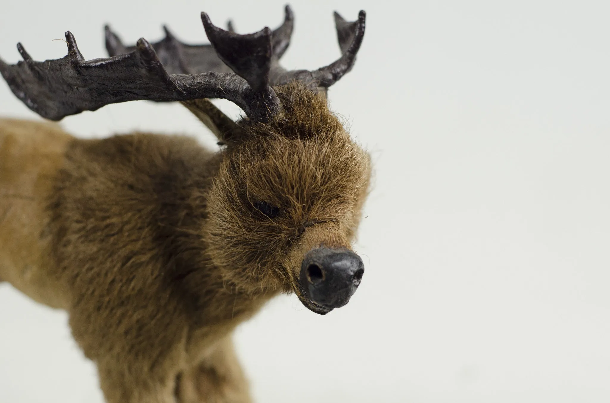 Little Critter Moose