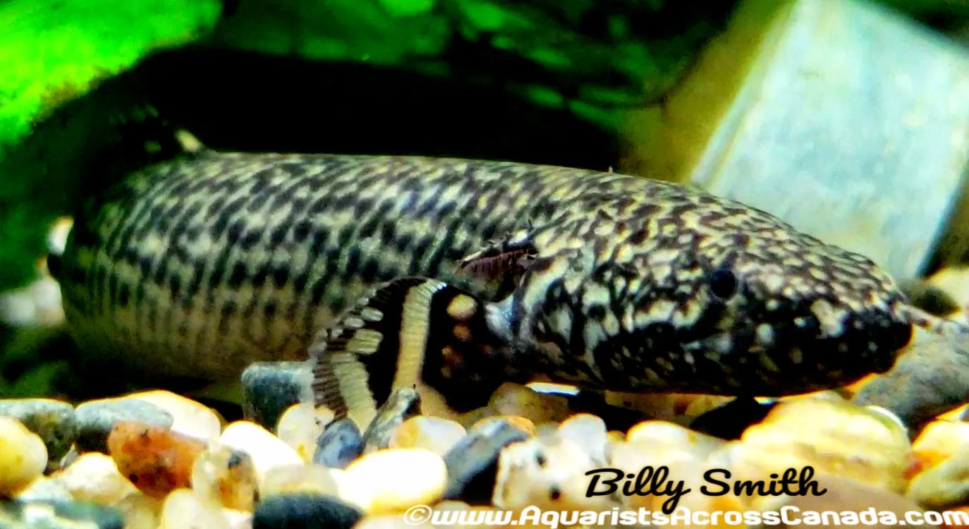 ORNATE BICHIR (Polypterus ornatipinnis) 5"
