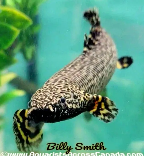 ORNATE BICHIR (Polypterus ornatipinnis) 5"