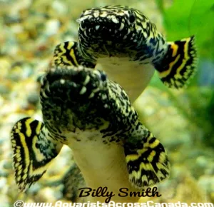 ORNATE BICHIR (Polypterus ornatipinnis) 5"