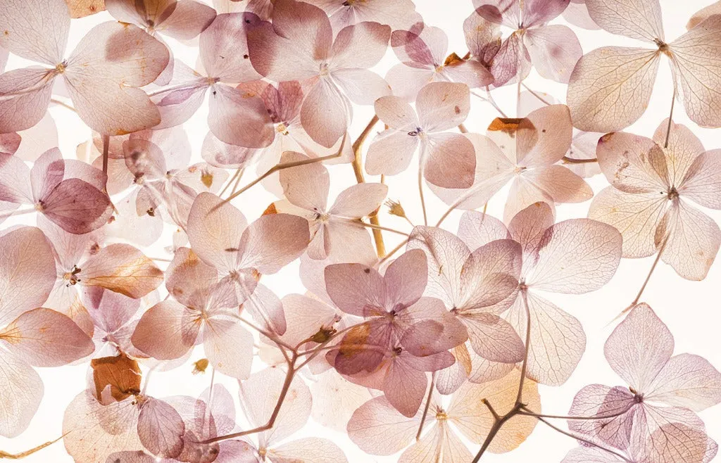 Translucid Flowers Wallpaper Mural